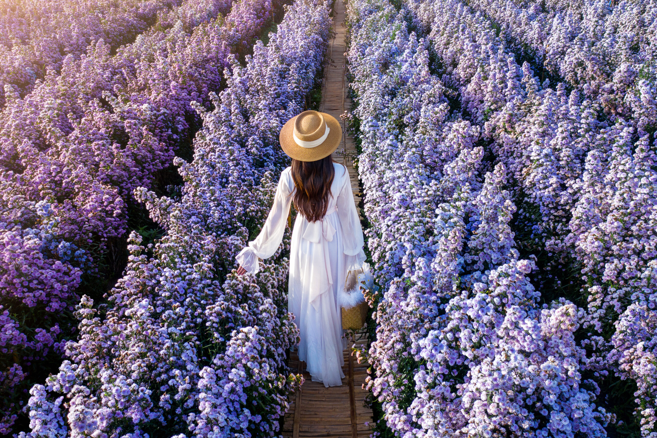 Lavender Gardens: Admire Their Beauty